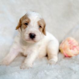 Buttercup - Yellow and white female Bernedoodle puppy in Osage City, Kansas from Golden Ridge Goldens