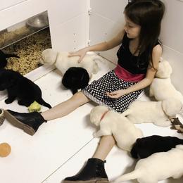 Labrador Retriever Puppies from Kingridge Kennels