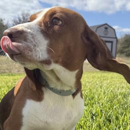 Beagles and Cavalier King Charles Spaniels from Kuehlers Kavaliers