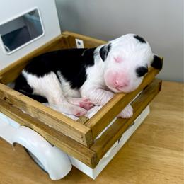 Tilt-a-Ewe - Black and white female Sheepadoodle puppy in Adams, Nebraska from Boxcar Doodles and Poodles