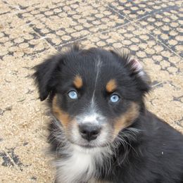 Fern - Black Australian Shepherd puppy in Sonoita, Arizona from Gardner Canyon Kennels