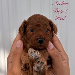 Archer (Red) - Red  male Poodle puppy in Miami, Florida from Katy's Toy Poodles & Doodles