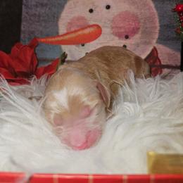 Archimedes - Red  male Goldendoodle puppy in Boise, Idaho from Goldendoodle Baby