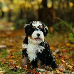 Celine - Tri-color female Bernedoodle puppy in Dalton, Ohio from Haven Doodles