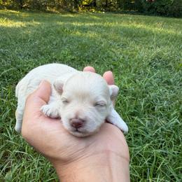 Skor - White male Miniature Schnauzer puppy in Clover, South Carolina from Bobo’s Babies Kennels