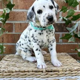 LUA AKC Dot Ribbon Boy - White and black Dalmatian puppy in Hillsville, Virginia from Spot On Dalmatians