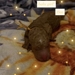 Angelica - yellow collar - Cream female Goldendoodle puppy in Puyallup, Washington from Dawnie’s Doodles