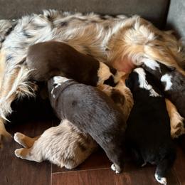 Miniature Australian Shepherd puppies from Kizmit Farmz