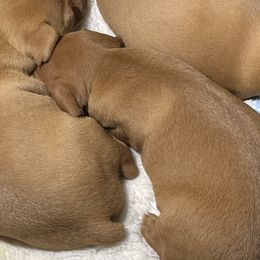 Miniature Pinschers from Copperspur kennel