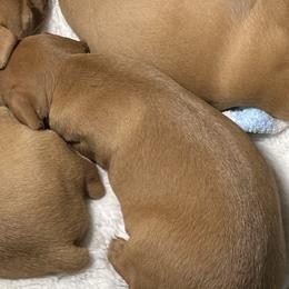 Miniature Pinschers from Copperspur kennel