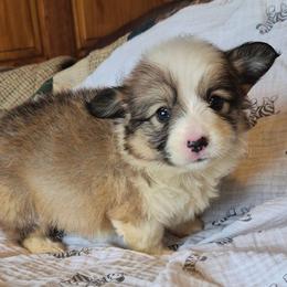Possibly Fluff Miss Maple - Sable female Pembroke Welsh Corgi puppy in Checotah, Oklahoma from Skoal Creek Corgi's