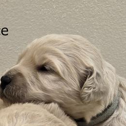 Girl 6 - Cream female Goldendoodle puppy in Milford, Michigan from Servant Kennel