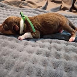 Bud (Green Collar) - Red tri-color male Australian Shepherd puppy in Okeechobee, Florida from Rothsolid Puppies