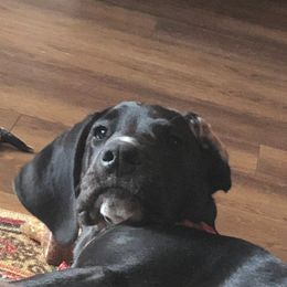 Great Dane All Grown Up from Majestic Giants Great Danes