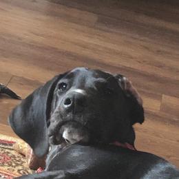 Great Dane All Grown Up from Majestic Giants Great Danes