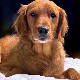 Golden Retriever Puppies from Hosmer's Golden Retrievers