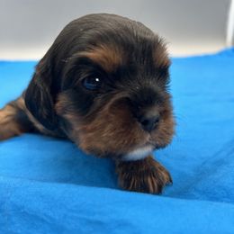 Mikey - Black and tan male Cavalier King Charles Spaniel puppy in Burke, New York from Patti’s Puppies