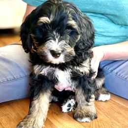 Dr. Pepper - Tri-color male Bernedoodle puppy in Roy, Utah from Doodles are Amazing