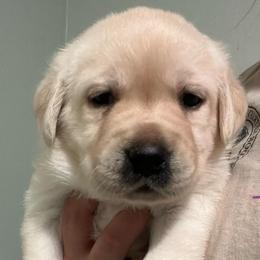 Biscuit - Yellow female Labrador Retriever puppy in Cleveland, Ohio from Brookside Labrador Retrievers
