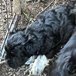 Bella (yellow collar) - Black female Miniature Schnauzer puppy in Port Orchard, Washington from Silver Bells Miniature Schnauzers