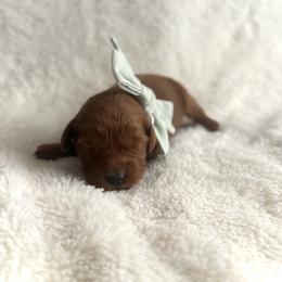 Companion Cross and Goldendoodle Puppies from Abby Chaffee