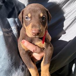 Rolo - Red and rust male Doberman Pinscher puppy in Ludowici, Georgia from Royal Destiny Kennels