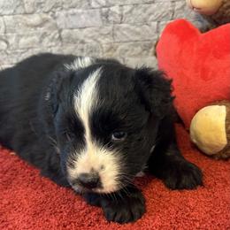 Rose - Black tri female Miniature Australian Shepherd puppy in Lebanon, Oregon from Two Pines Mini Aussies
