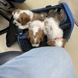 Cavalier King Charles Spaniel Puppies from Karen's Cavalier King Charles Spaniels