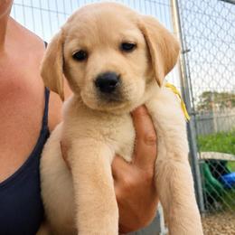 Dash - Yellow male Dilute Retriever puppy in Baldwin City, Kansas from Hedge Lane Labradors