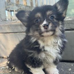 Sammy (fluffy) - Black and tan female American Corgi puppy in East Oakdale, California from Rhettro Kennels