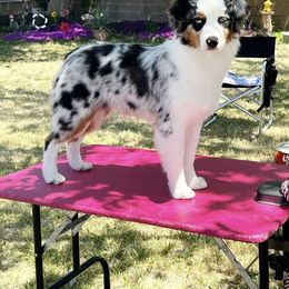 Scout - Miniature American Shepherd