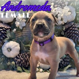Andromeda - Blue fawn female American Bully puppy in Virginia from Terminal Velocity Kennels LLC