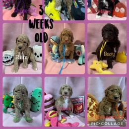 Poodle Puppies from Stunningly Sweet Standards