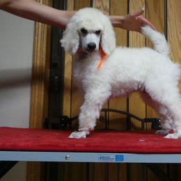 Poodle Puppies from Lacy Lane Poodles