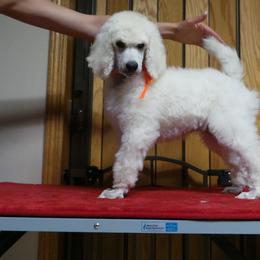 Poodle Puppies from Lacy Lane Poodles