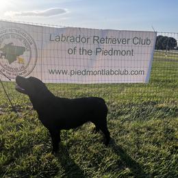 Labrador Retriever All Grown Up from Tidal Retrievers