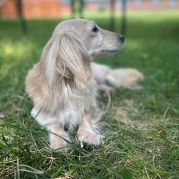 Caspian - Dachshund
