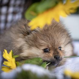 Pomeranian Puppies from Lori’s Precious Poms
