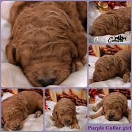 Poodle Puppies from Outlaw Canines