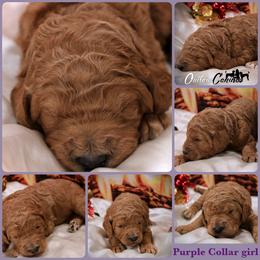 Poodle Puppies from Outlaw Canines