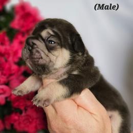French Bulldog Puppies from True Joy French Bulldogs