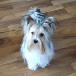 Yorkshire Terriers from Michelle's Yorkies