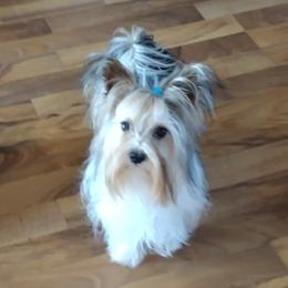 Yorkshire Terriers from Michelle's Yorkies