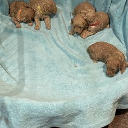 Pekingese and Poodle Puppies from Dogs lovers