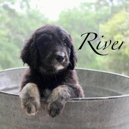 River - Black phantom male Aussiedoodle puppy in Kings Mountain, North Carolina from Champion Farms Doodles