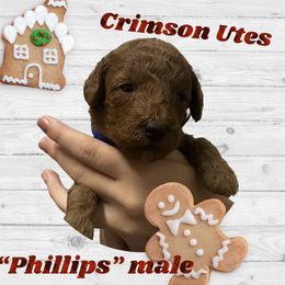 Poodle Puppies from Mountain Valley Poodles