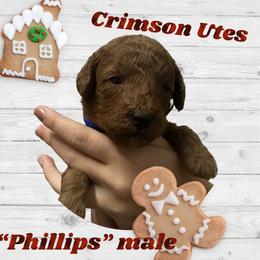 Poodle Puppies from Mountain Valley Poodles