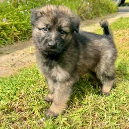 Half Dome - Yellow boy - Sable male German Shepherd puppy in Oakley, California from Von Guadachi German Shepherds & Audacity Border Collies