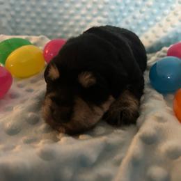 Hawk-Male 2 - Black and silver male Miniature Schnauzer puppy in Granville, Ohio from Shull Mini Schnauzers