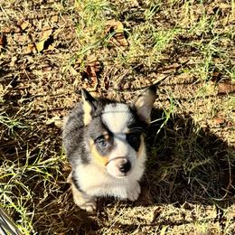 Batman - Black and tan male Pembroke Welsh Corgi puppy in Millsap, Texas from Punchy Pembroke Ranch